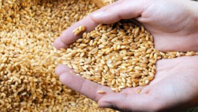 رکوردشکنی قیمت گندم در بازار جهانی