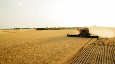 افزایش ۵۶ درصدی خرید تضمینی گندم در استان کردستان